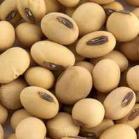 Whispeara Supplement Alpha GPC