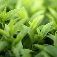 Whispeara Supplement Gaba