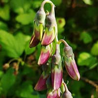 Whispeara Supplement L-Dopa Bean